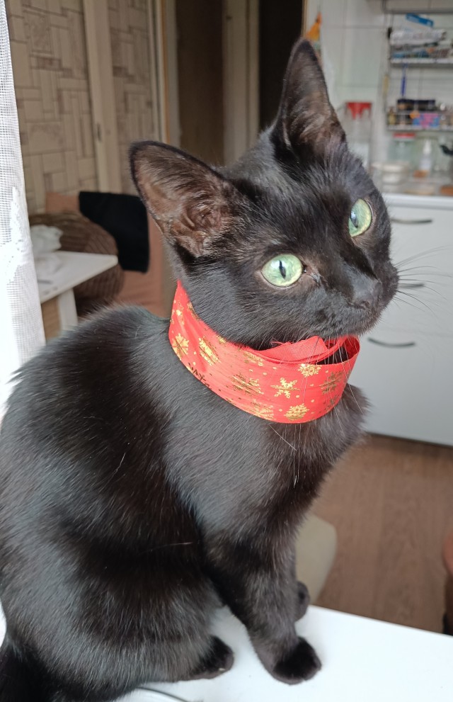 Чёрный котовторник