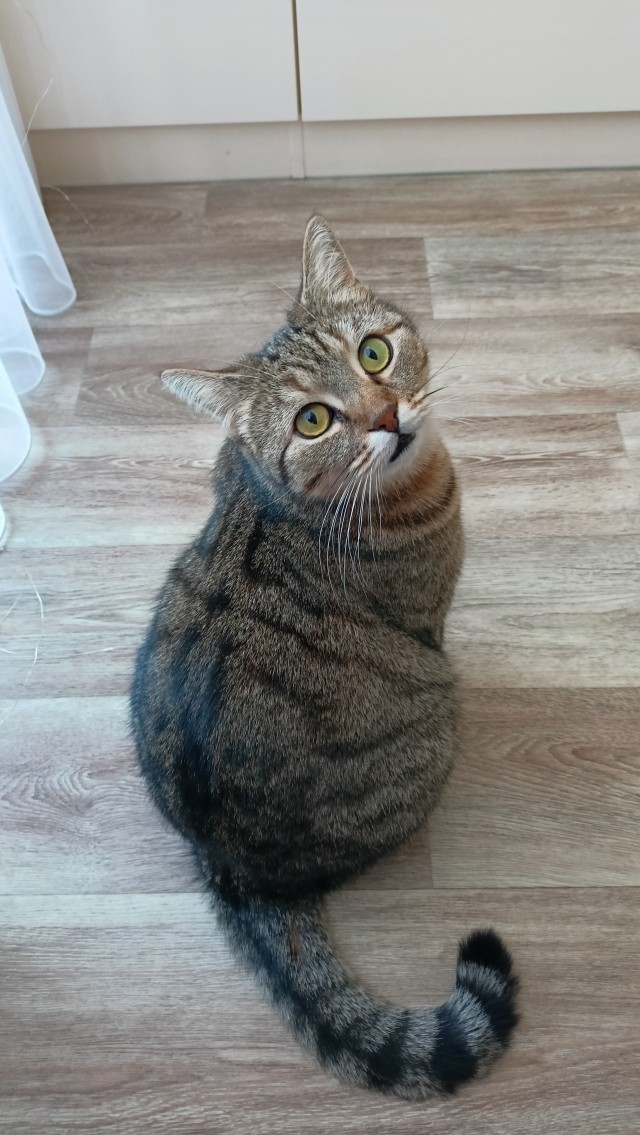 80 г => 3,1 кг (котовторник)