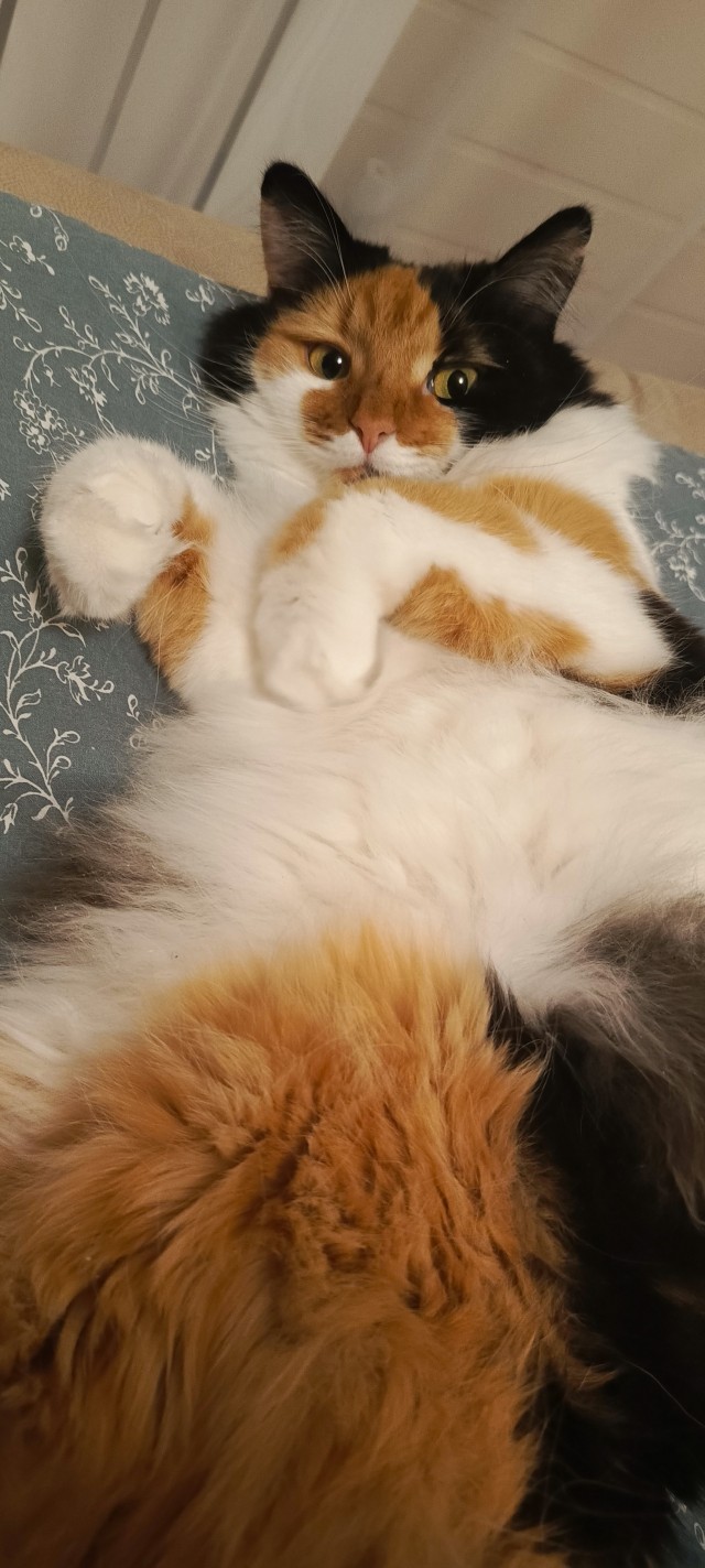 Как объяснить коту что...
