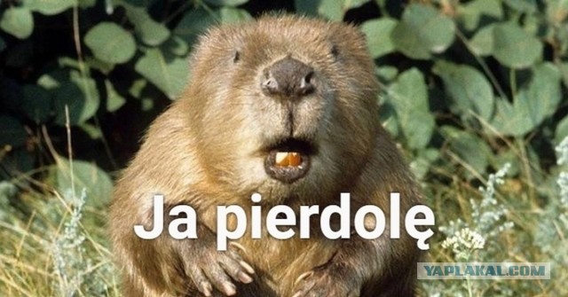 Я его не боюсь, поэтому на эфир я пойду