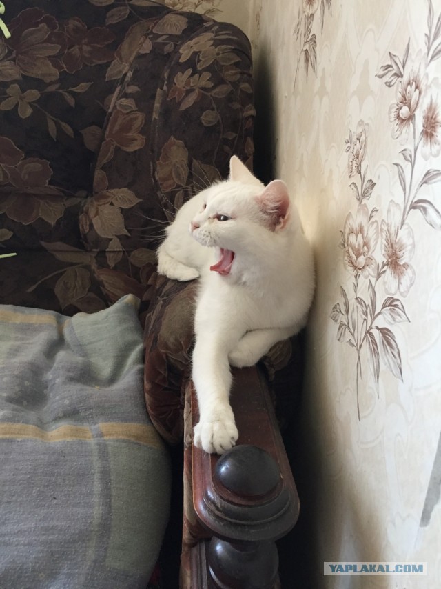 Кошкина зевота