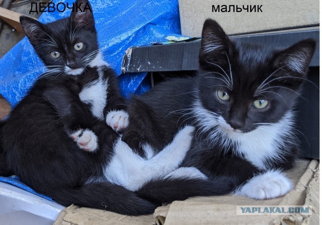 котодети в добрые руки