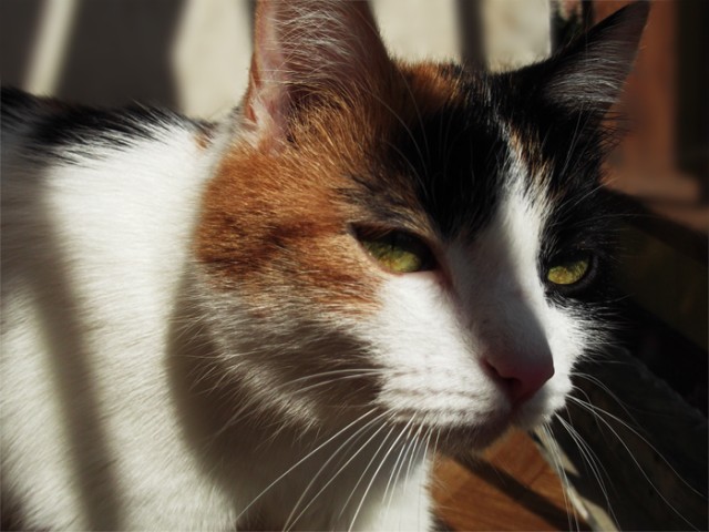 Невыразительные коты