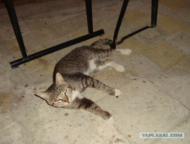 Котовторник 29.10.2013