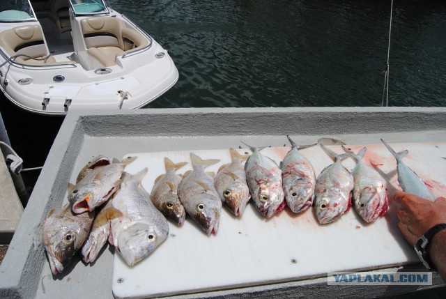 Каникулы во Флориде