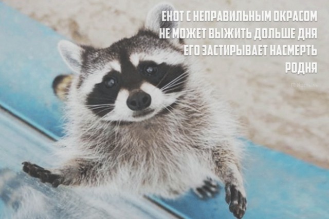 Веселые картинки