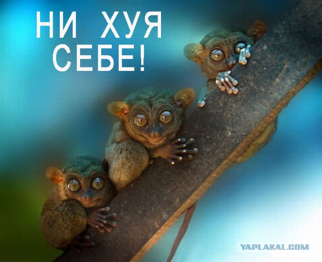 Животные в шоке