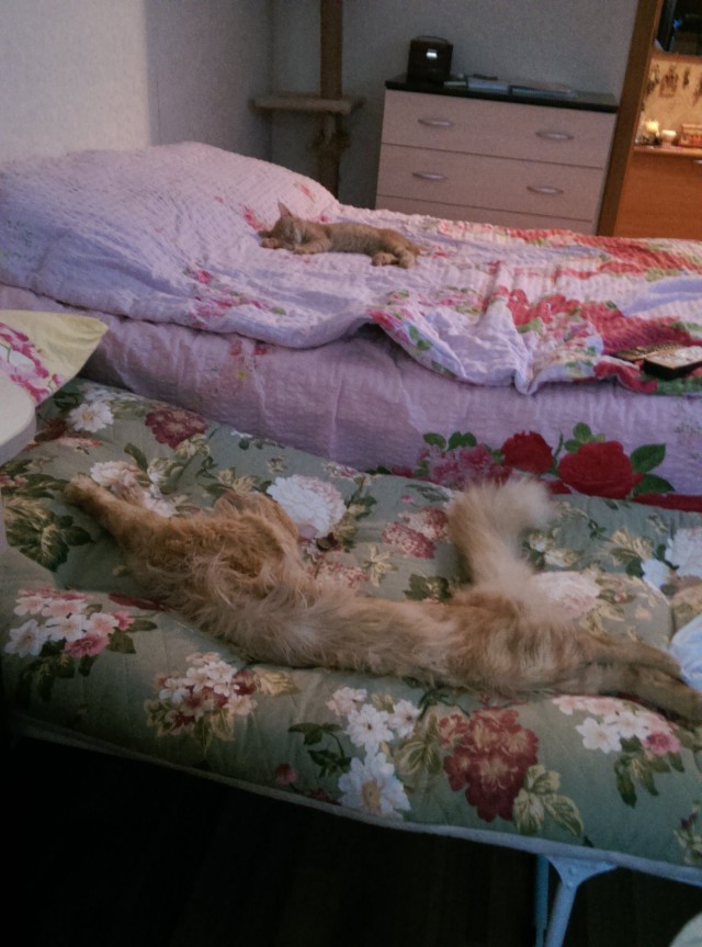 Котовторник 28.10.2014