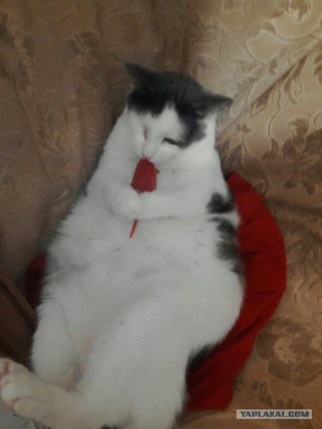 Моим котам