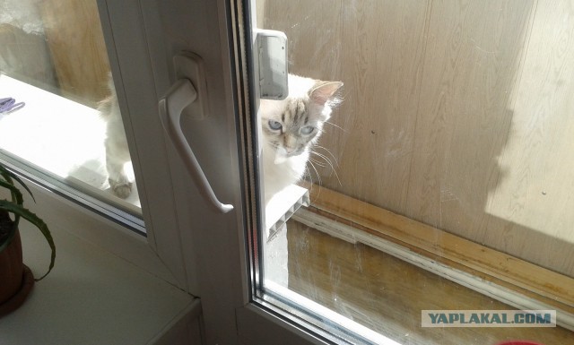 Котовторник