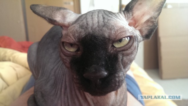 Котовторник