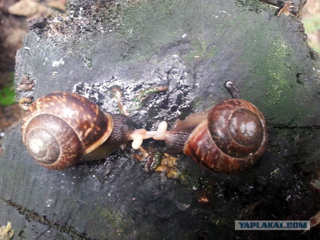 Фото не из интернета