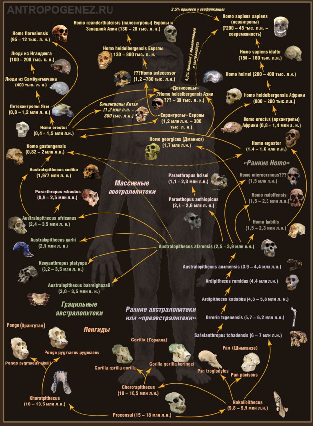 8 версий происхождения человека