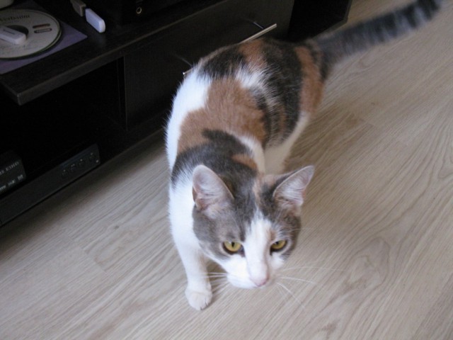 Котовторник 06.10.2015