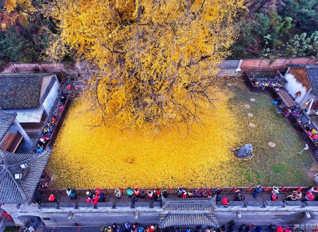 1400-летнее дерево гинкго осенью