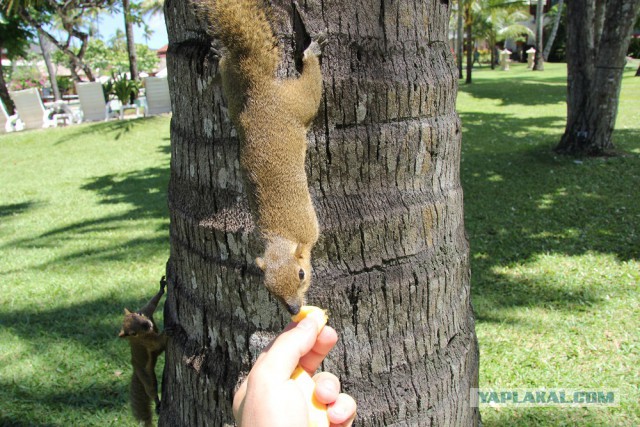 Самостоятельное путешествие в Шри-Ланку