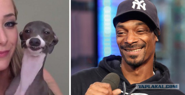 Знаменитости и их  двойники из мира животных