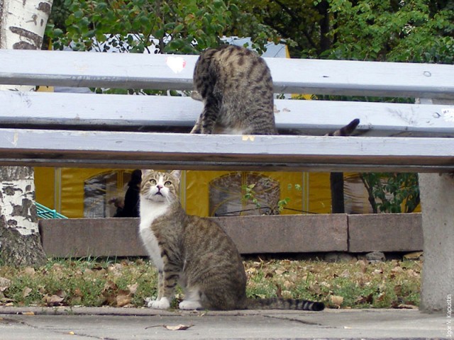 Коты, кошки, котята