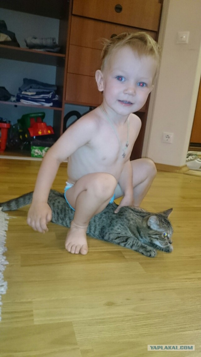 Ваши фотки котов на телефон