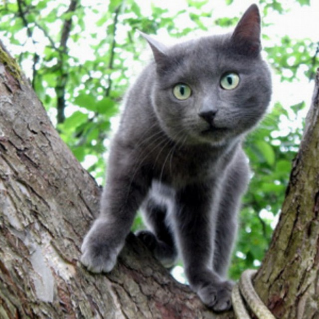 Коты из сети