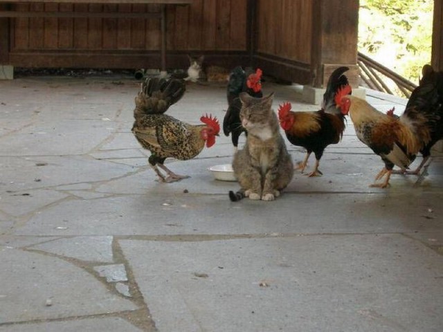 Коты из сети