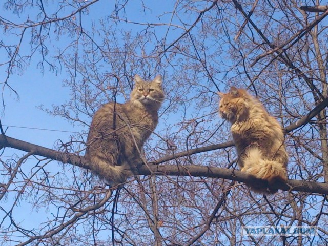 Котовторник 11/04/2017
