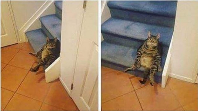 Коты и Кошки