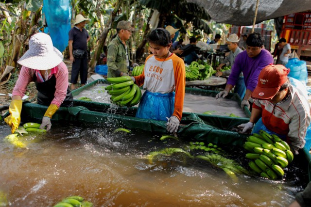 Китайский банановый бум – благословение и проклятие для Лаоса