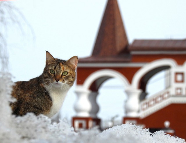 Коты и Кошки