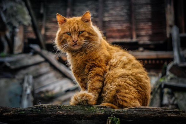 20 шикарных фотографий, в которых вся суть котов