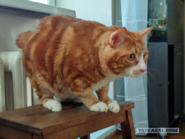 Котовторник