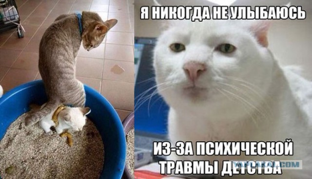 Смешные комментарии из социальных сетей 03.11.2017
