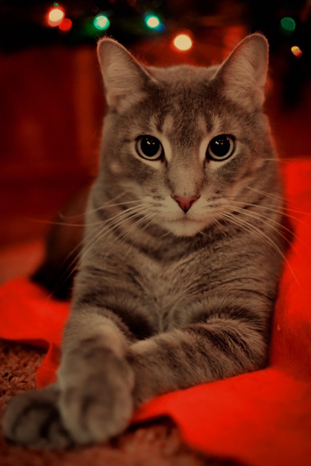 Коты и Кошки