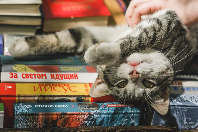 Коты и Кошки