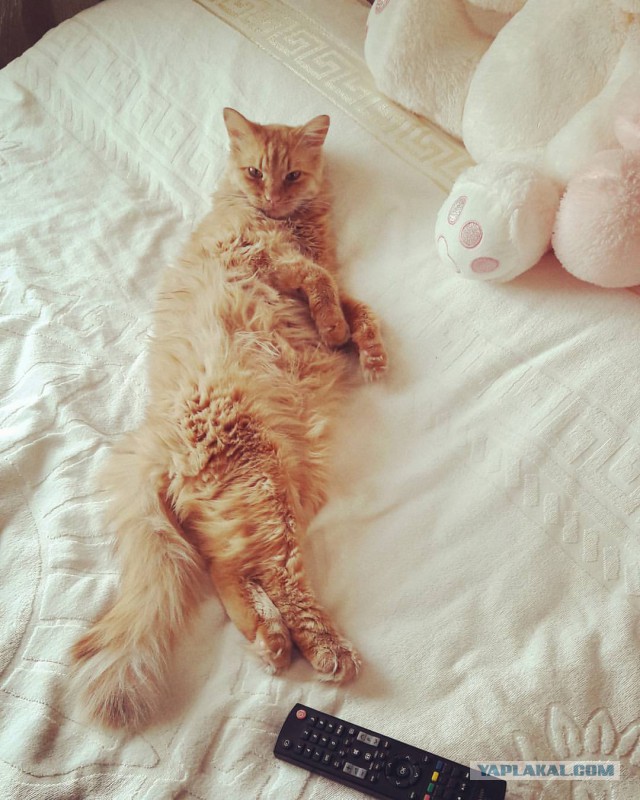 Котовторник  23.01.2018