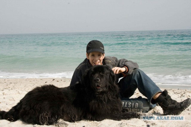 Ньюфаундленд - идеальная собака для семьи