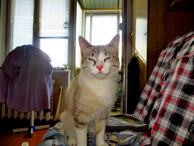 Котовторник 27.03.2018