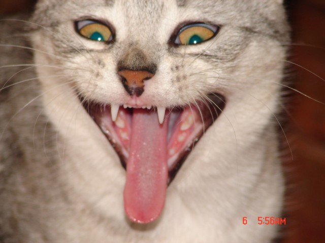 Фотобомбы котов