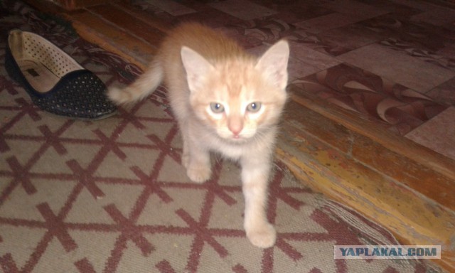 Котовторник ждали? А вот и он!