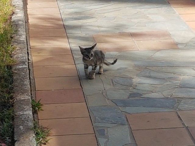 Котовторник 24.04.2018