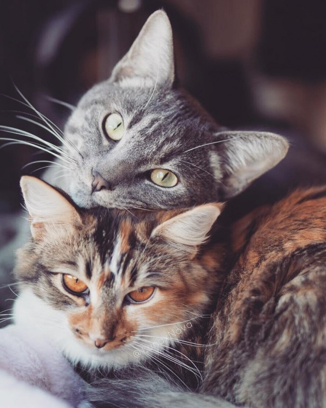 Прикольных котов пост
