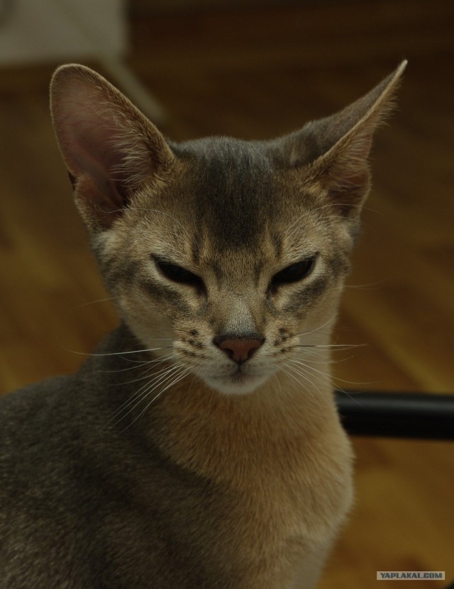 Забыли котовторник? А вот он!