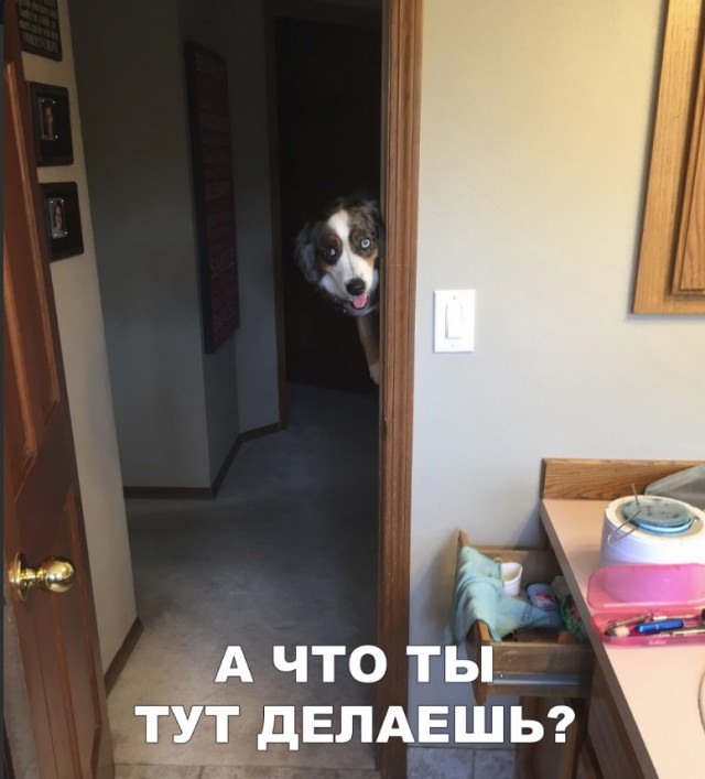 Прикольные картинки абавсём