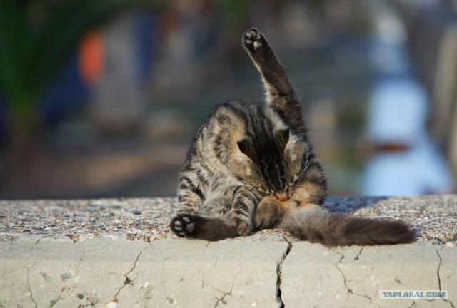 Котовторник на 22 июня