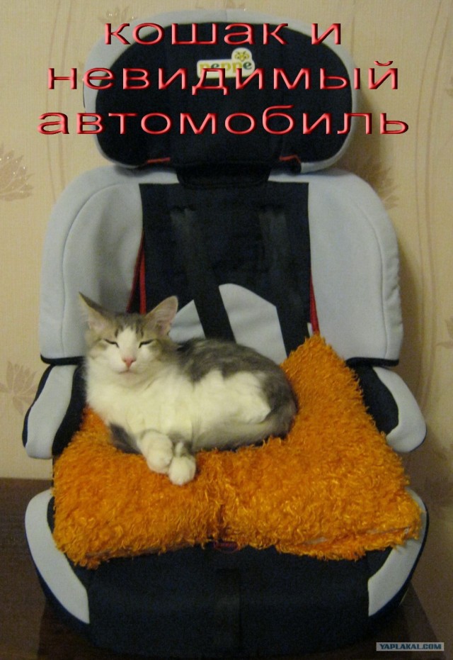 Коты и невидимые предметы 26 фот