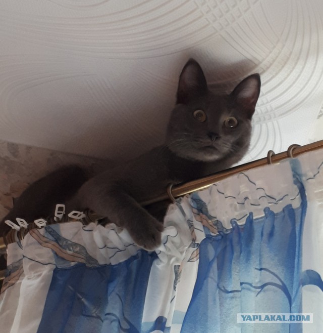25 котов, с которыми лучше не шутить