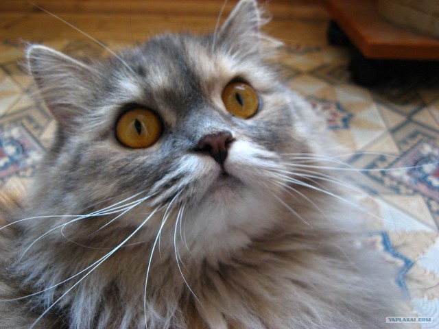 Котовторник стартует
