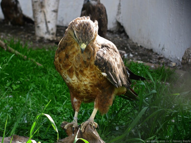 Детки в клетке