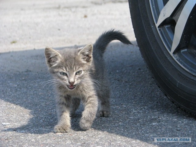 Первый котовторник июля