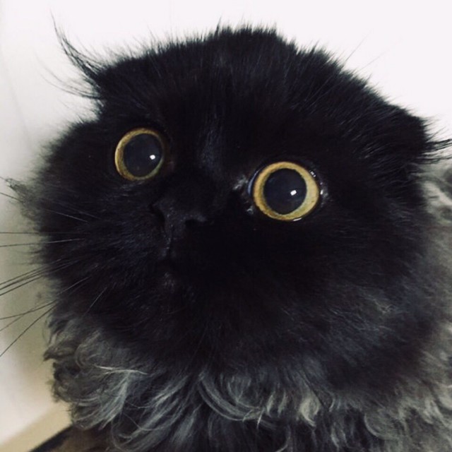 Прикольных котов пост